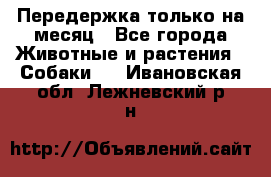 Передержка только на месяц - Все города Животные и растения » Собаки   . Ивановская обл.,Лежневский р-н